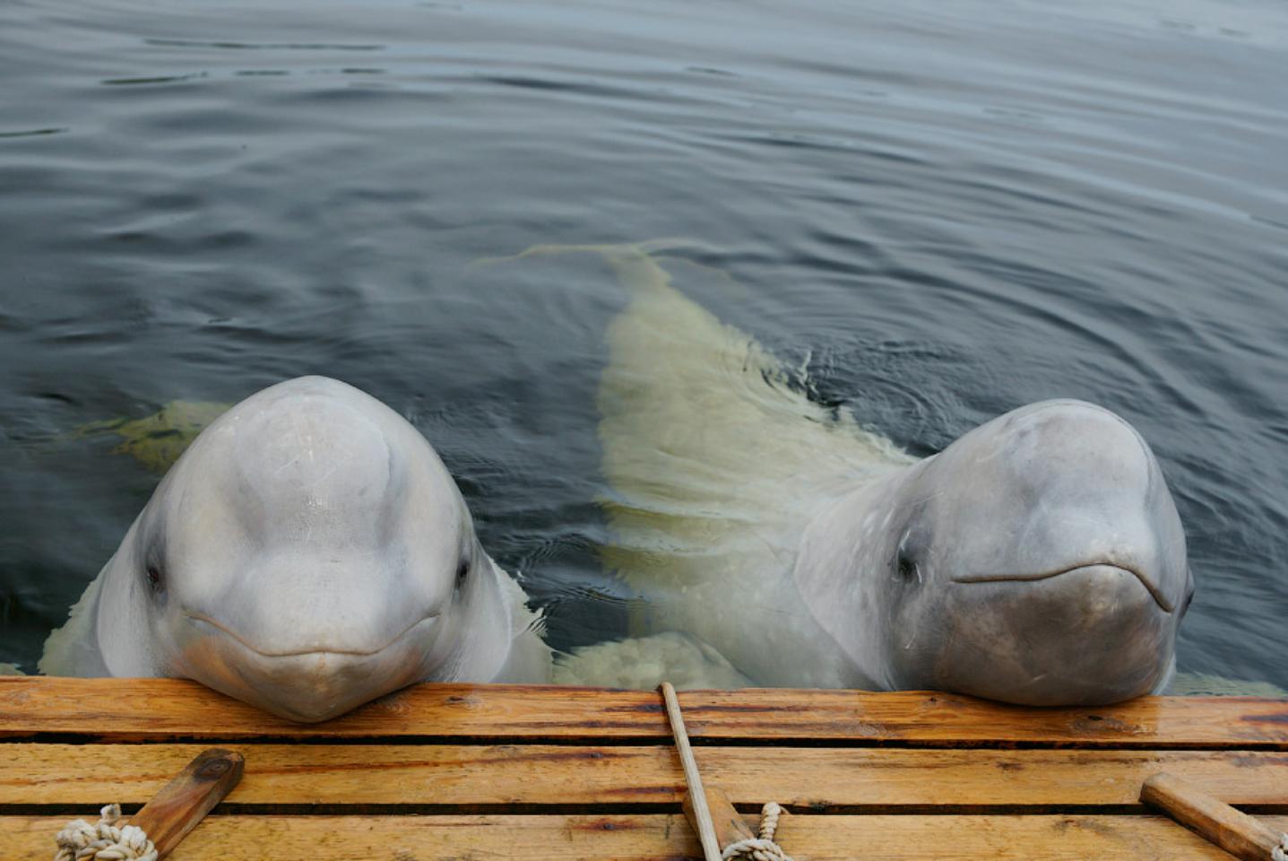 Белухи - дельфины Белого моря - 5